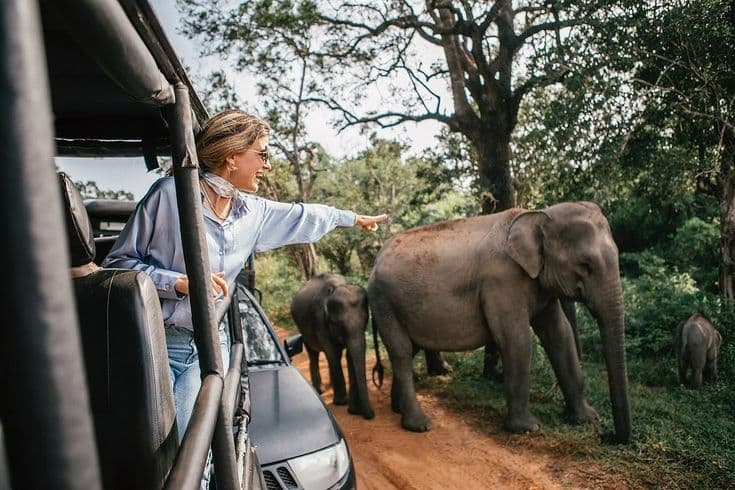 Yala Safari Adventure (Wildlife)